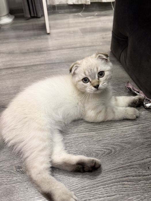 Скотиш фолд мальчики ! Котятам по 3 месяца