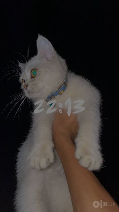 Oq shinshila sotladi 8 9 oyli