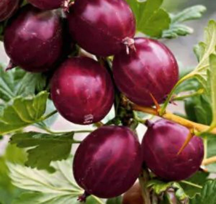 Arbuști Fructiferi (Agris Roșu)