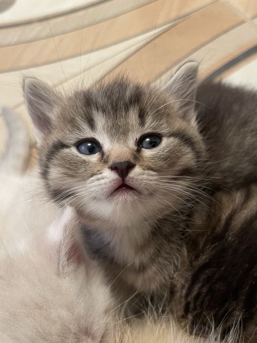 Британский котёнок