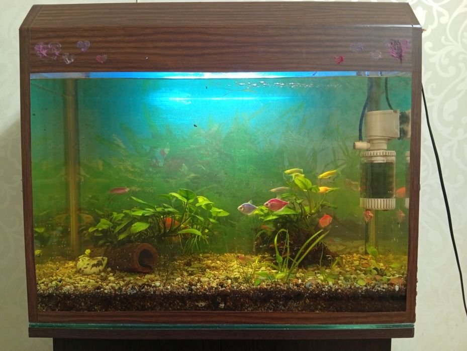 Аквариум.       .