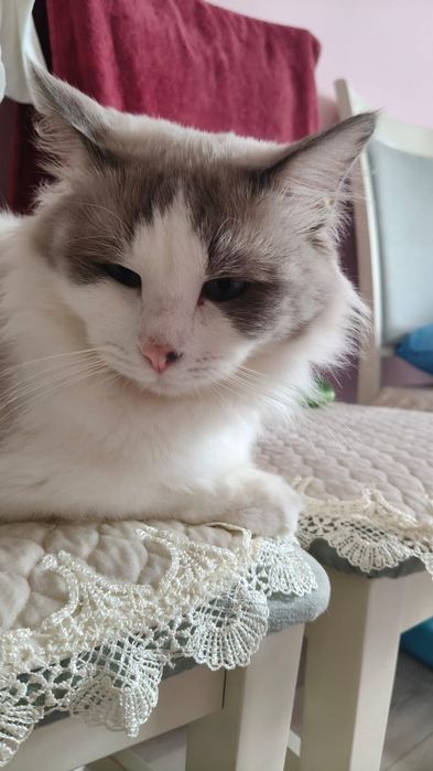 Кот Рэгдолл прадаётся