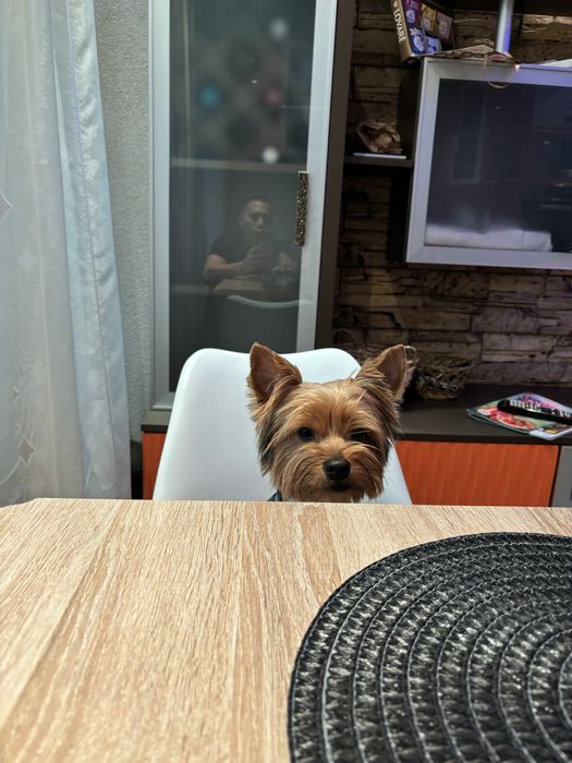 Продавам 6 йоркширски териера