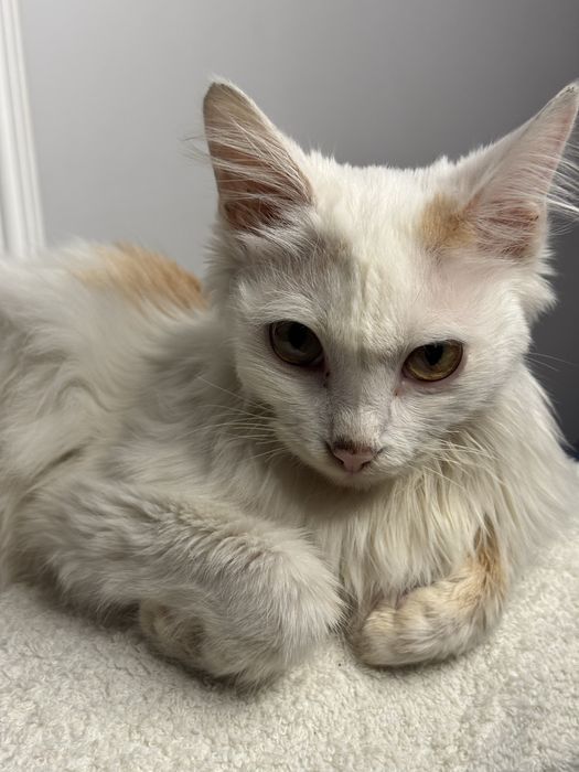 Котик Коржик ищет дом