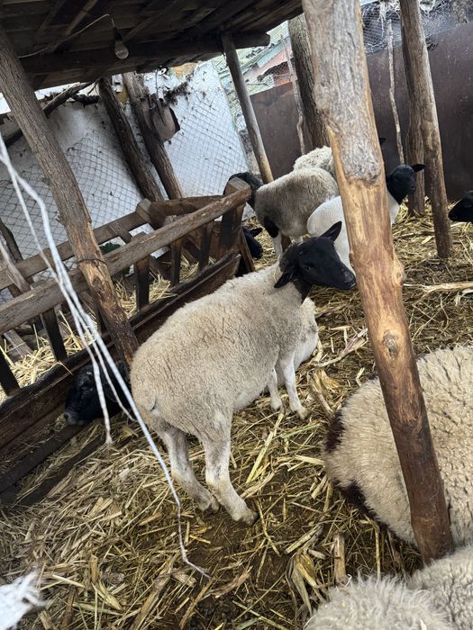 Vand oi dorper gestanta