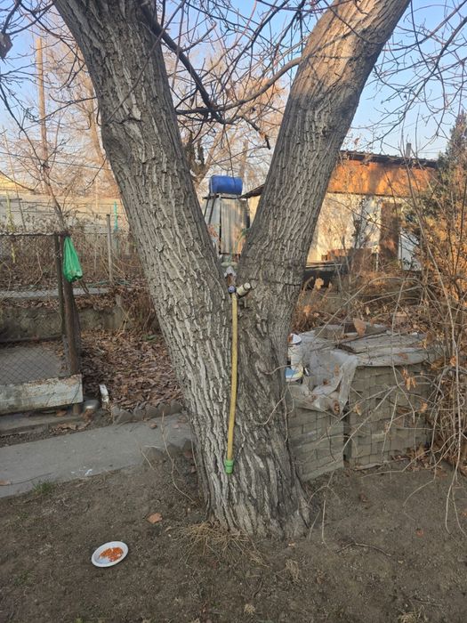 Дерево грецкого ореха