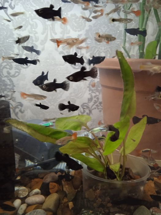 Аквариумные рыбки молинезии черные