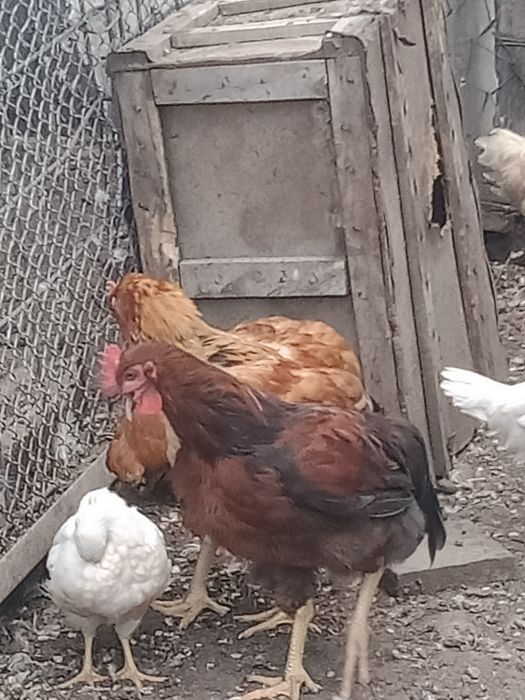 Молодые  петушки