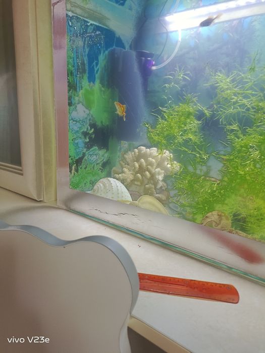 Продаю аквариумных рыбок