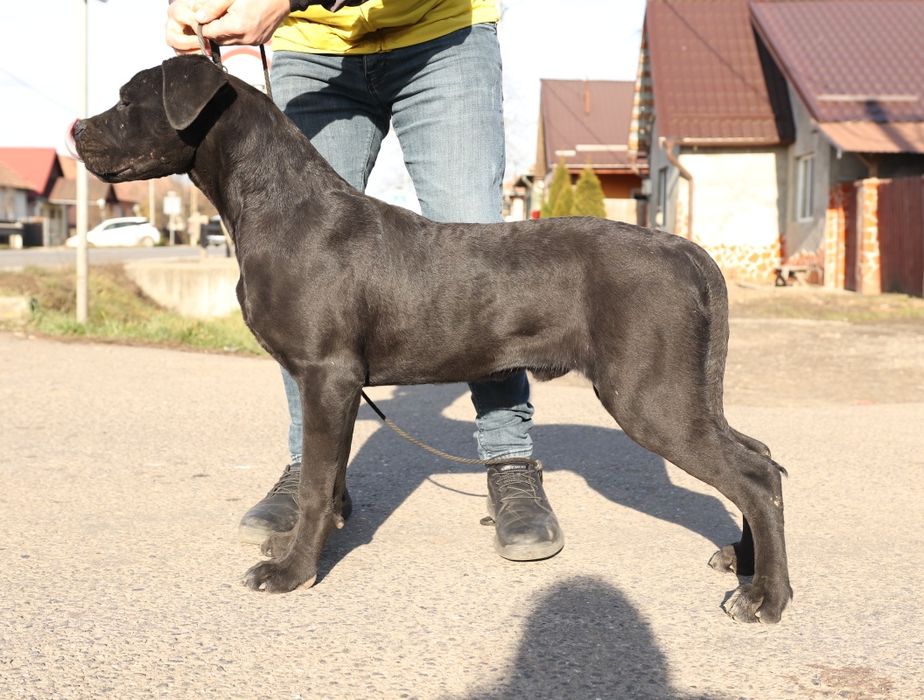 Mascul cane corso- 7 luni cu pedigree
