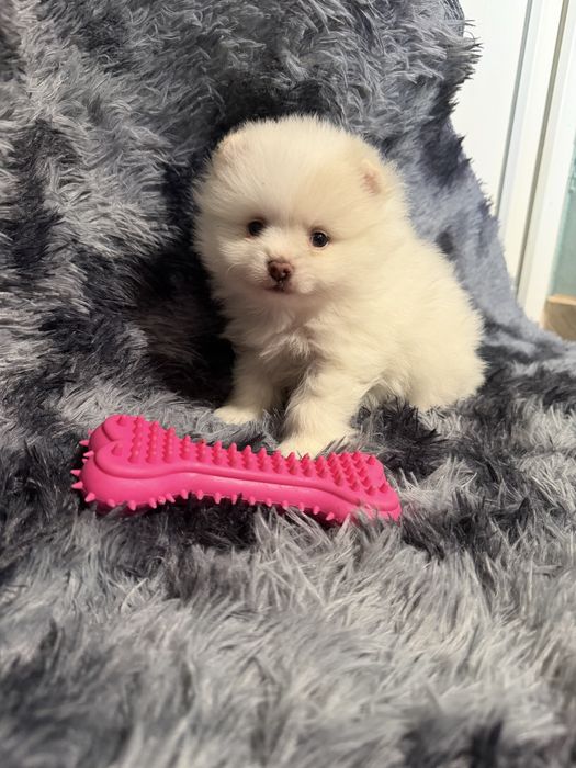 Pomeranian mascul