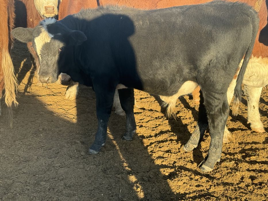 Продам подсос бычков