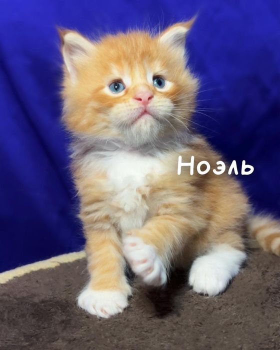 Котята мейн-кун из проф питомника.