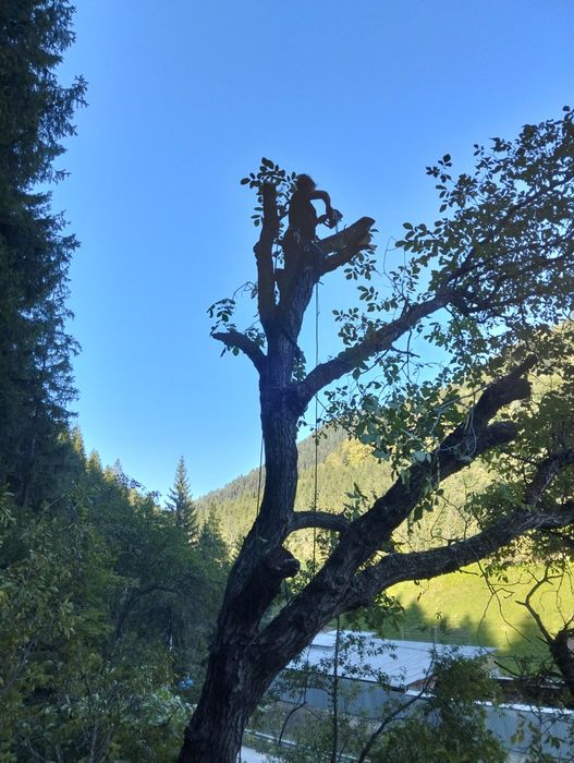 Alpinist Utilitar București și Ilfov