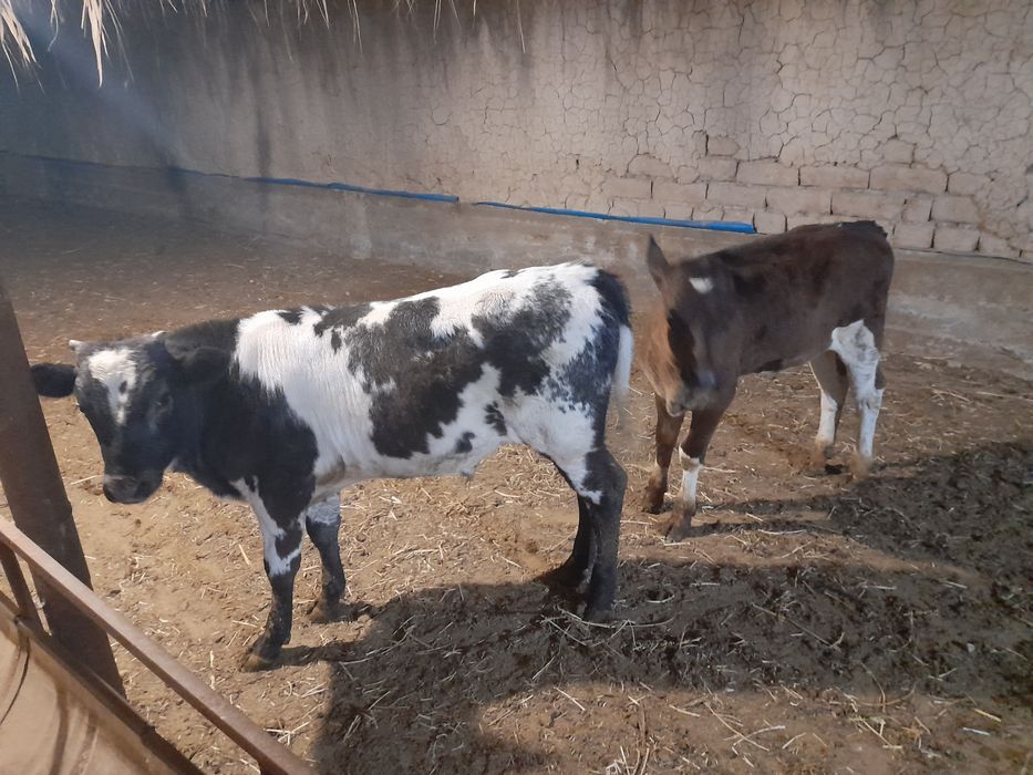 Продам 2бас бузау.