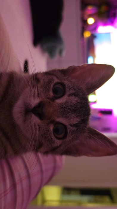 Adoptie pui pisica