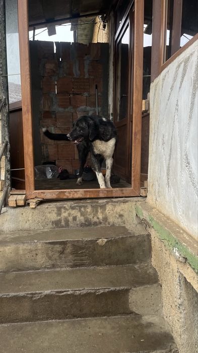 Продават се турси канкал 2 броя на по 8 месеца