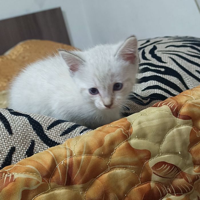 Одам котята в хорошое руки