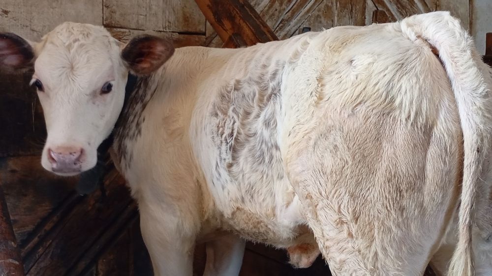 Vând vițică belgiană de 3 luni