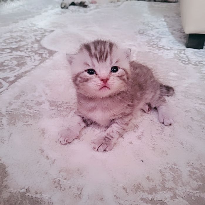 продам шотландский котят