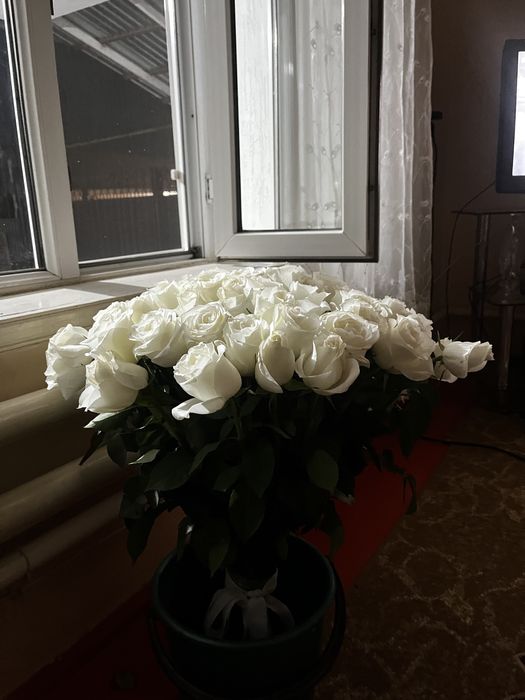 Ақ роза 51 шт бүгін келді