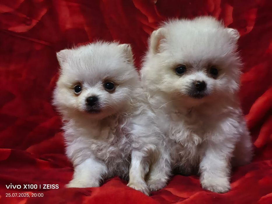 Очаровательные щенки шпица.