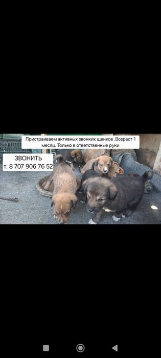 Щенки  бесплатно