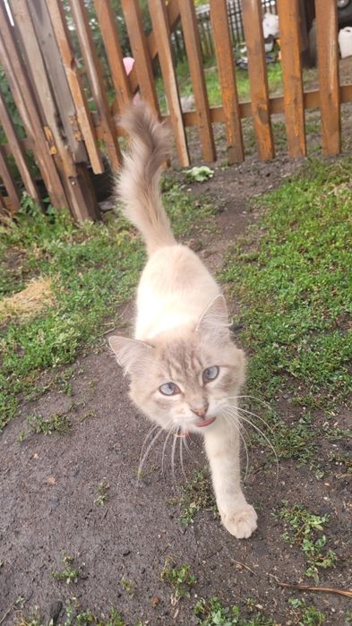 Ищу любящих хозяев для кота