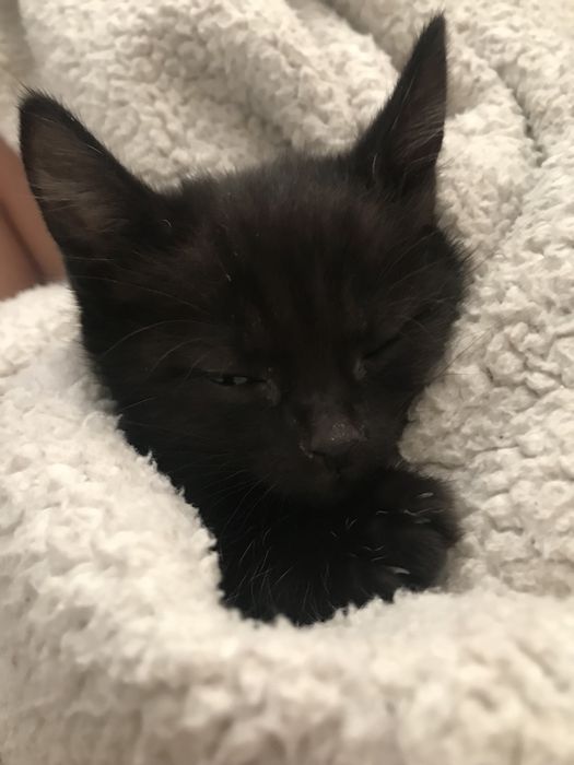 Продам котенка в добрые руки