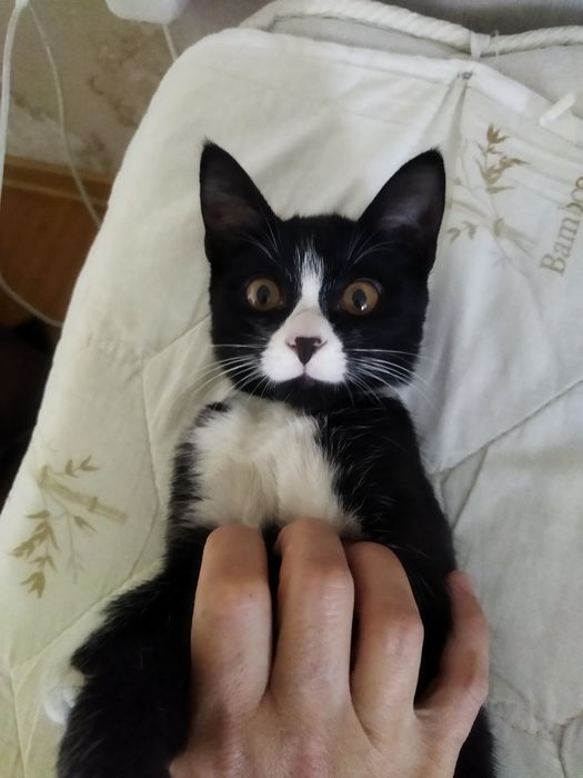 Котенок в добрые руки