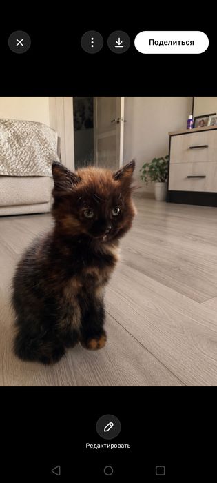 Отдам котенка девочку