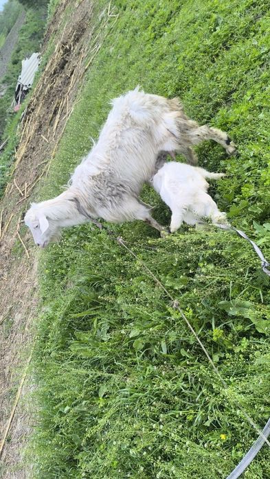 Йиб ичишига кафолат бераман