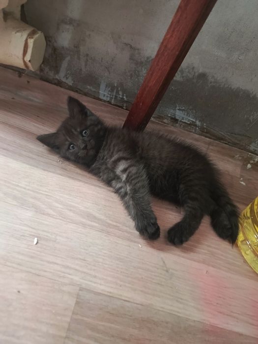 Котёнок девочка ищет дом