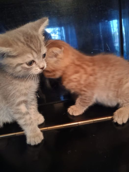 Отдам котят в добрые руки