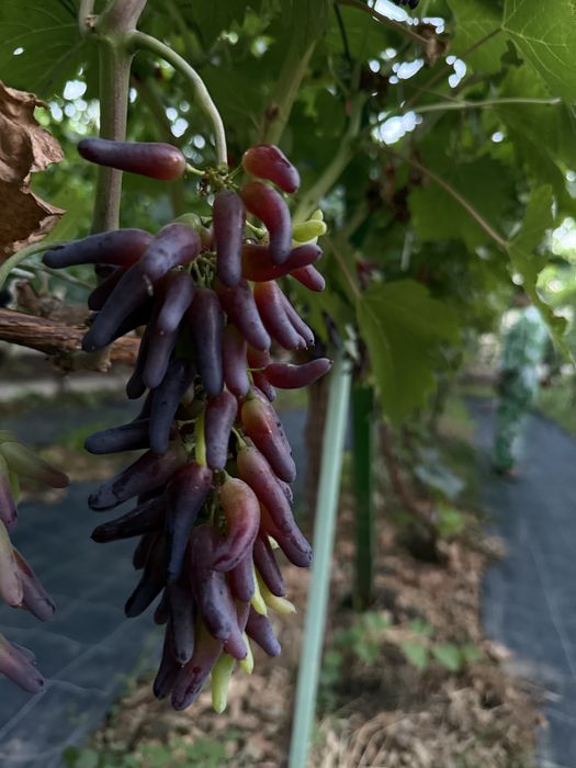 Аватар виноград продается