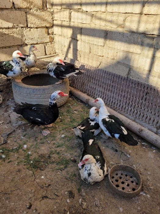 Индоутка, птицы,