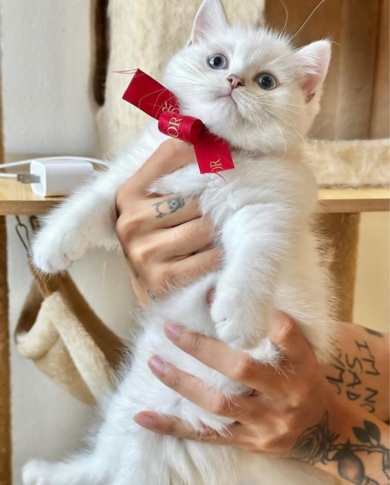Британский котенок шиншилла!