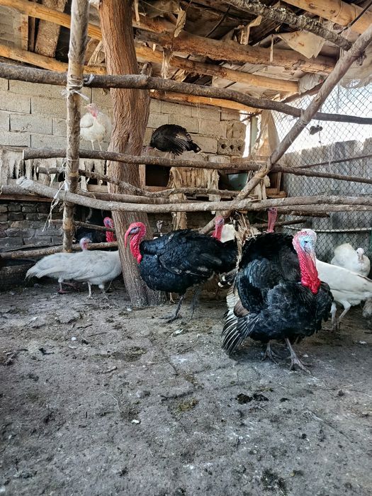 Kurka induyk tuxumlari