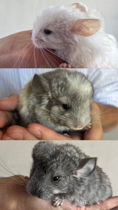 Маленькие шиншиллы