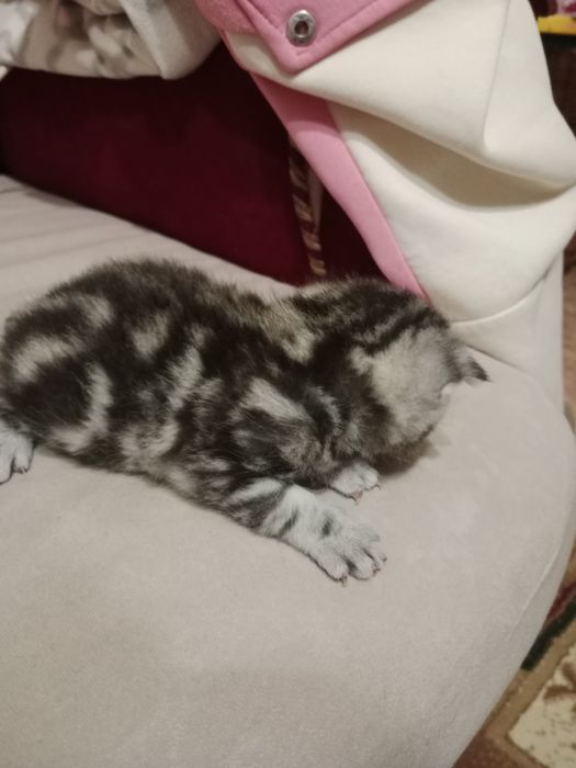Котята шотландские