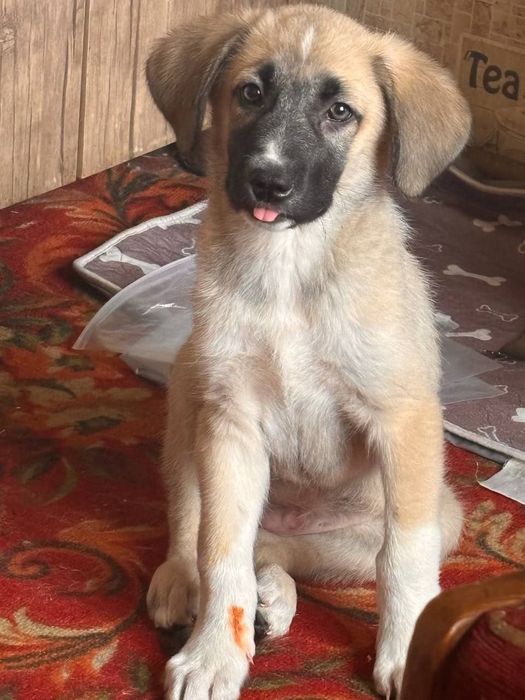 Щенок даром в добрые руки