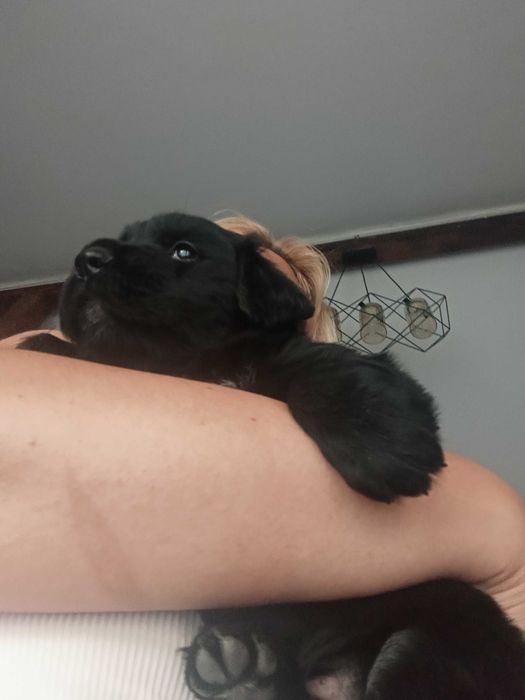 Подарявам кученца