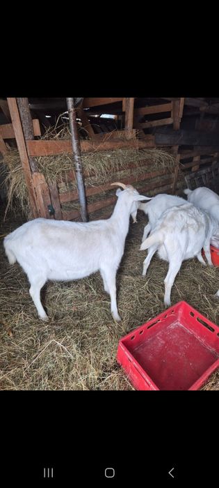 Vând capre sannen gestante