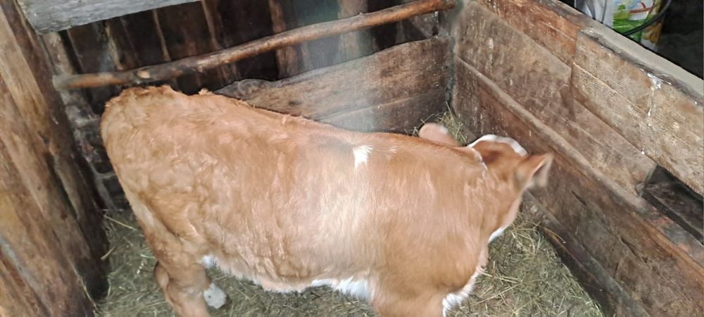 Продам тёлочку 120000