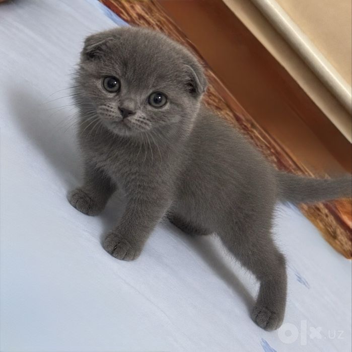 Zottor mushuklar