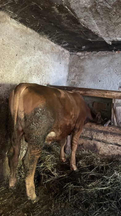 Vând tăuraș de 9 luni