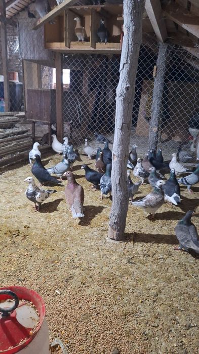 Vând porumbei voiajori maturi și tineri