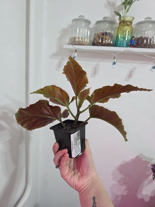 Продам комнатное растение - Бегония