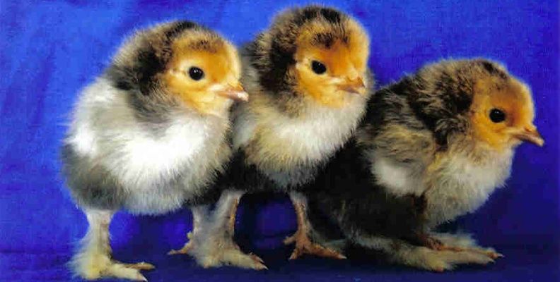 Жужалар jujalar sotiladi xonaki