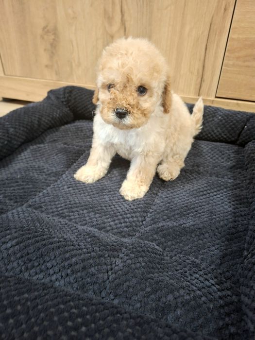 Cavapoo  / Ми ни